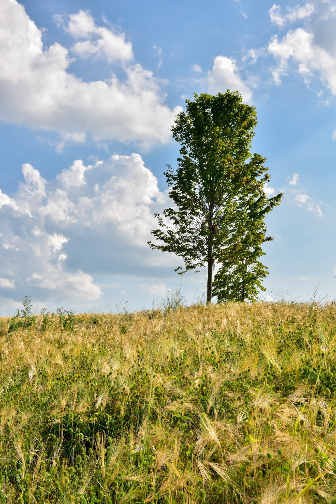 Tall green tree on a grassy hill at Rivetto
