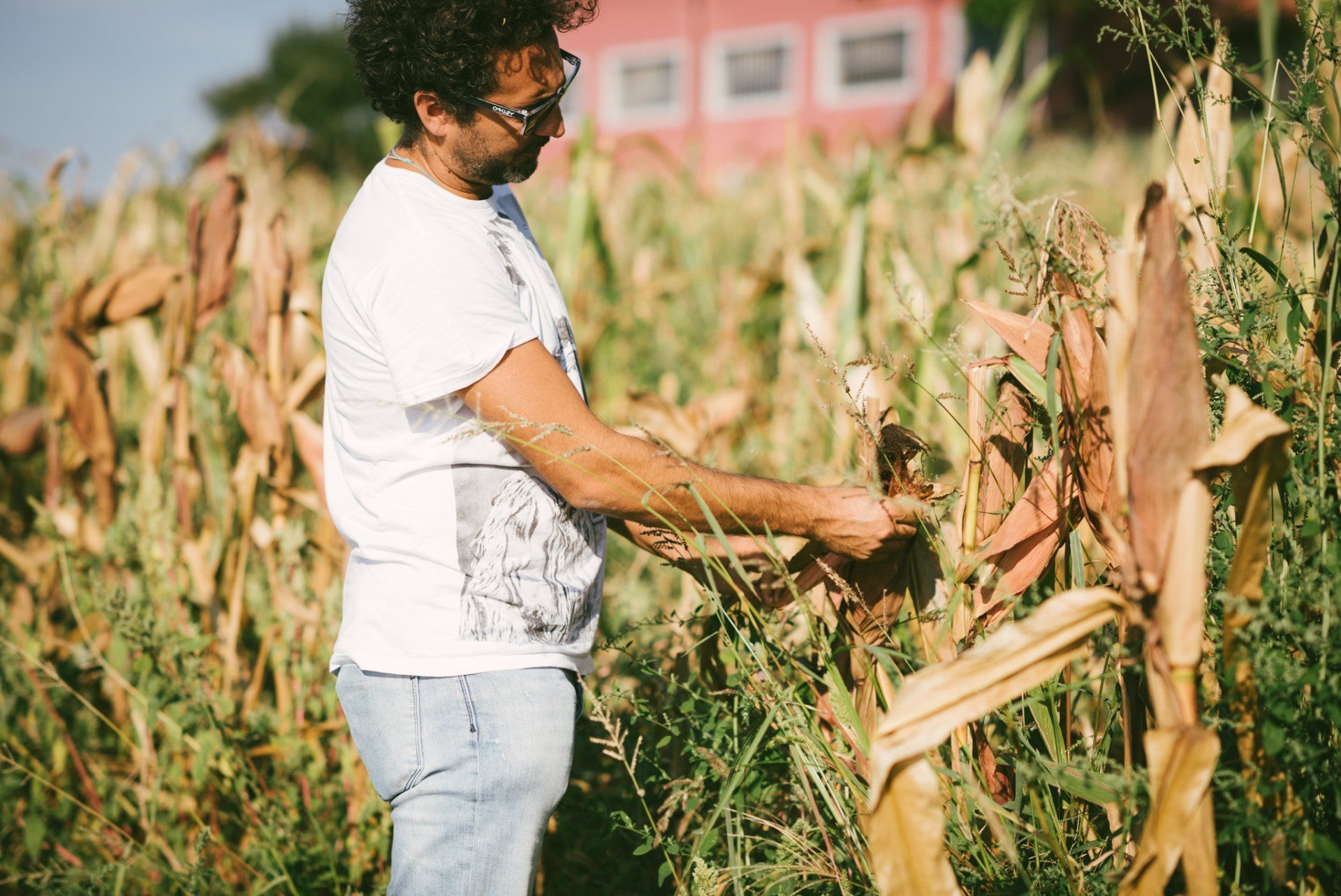 Man in white shirt and jeans inspecting corn stalks in a field, at Rivetto