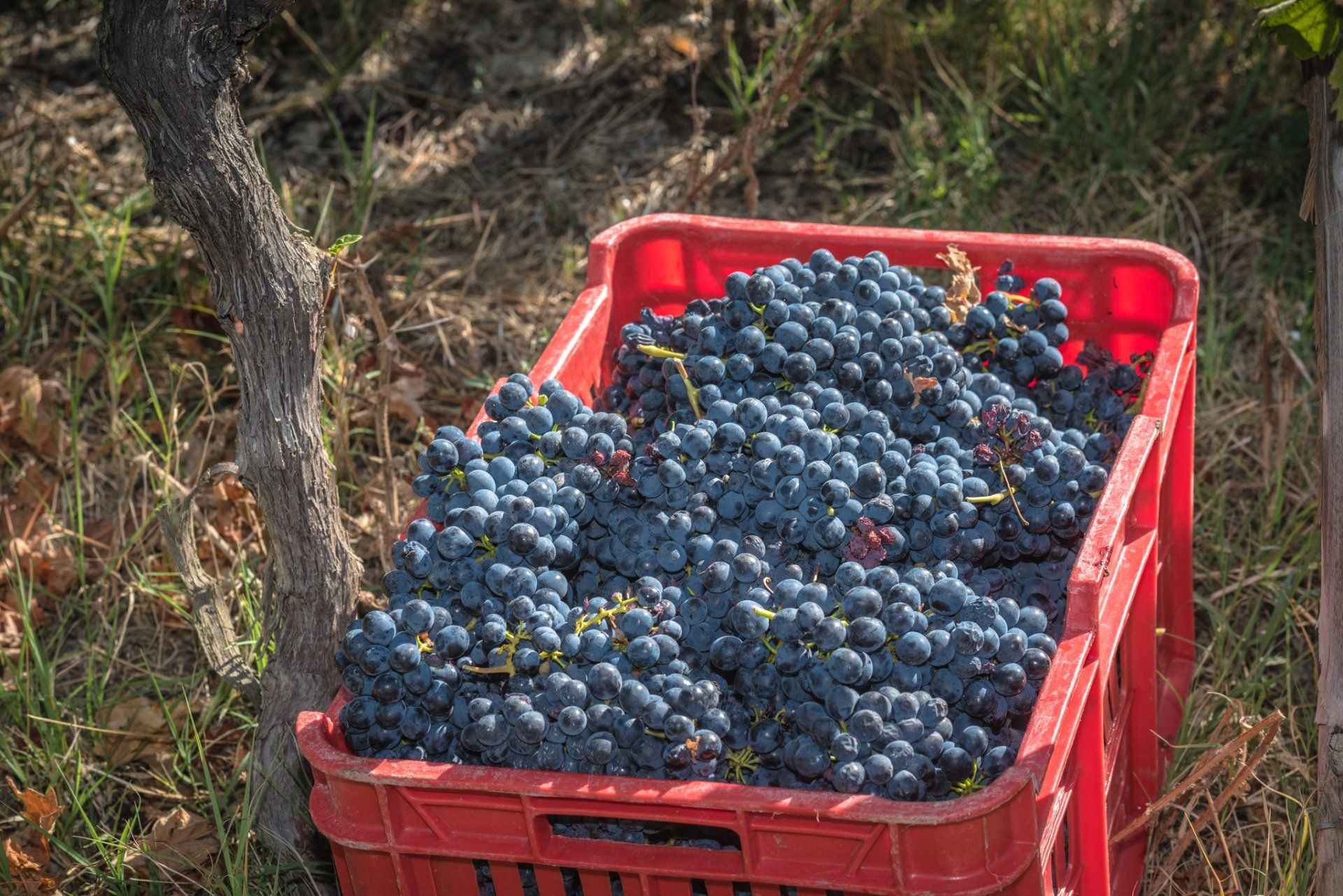 Red crate overflowing with dark grapes in a vineyard, at Rivetto.