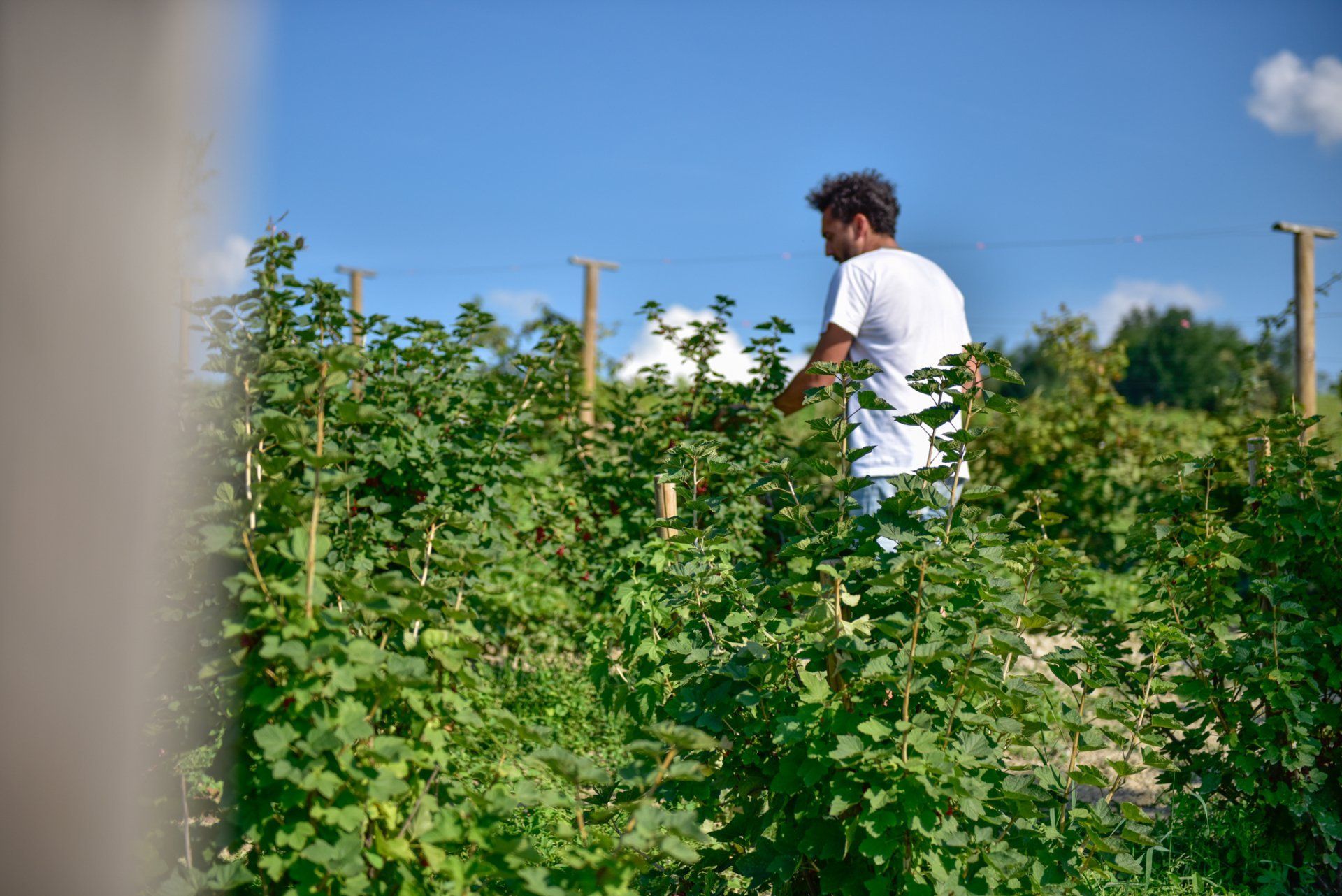 Man in white shirt tending to a green berry bush field, at Rivetto
