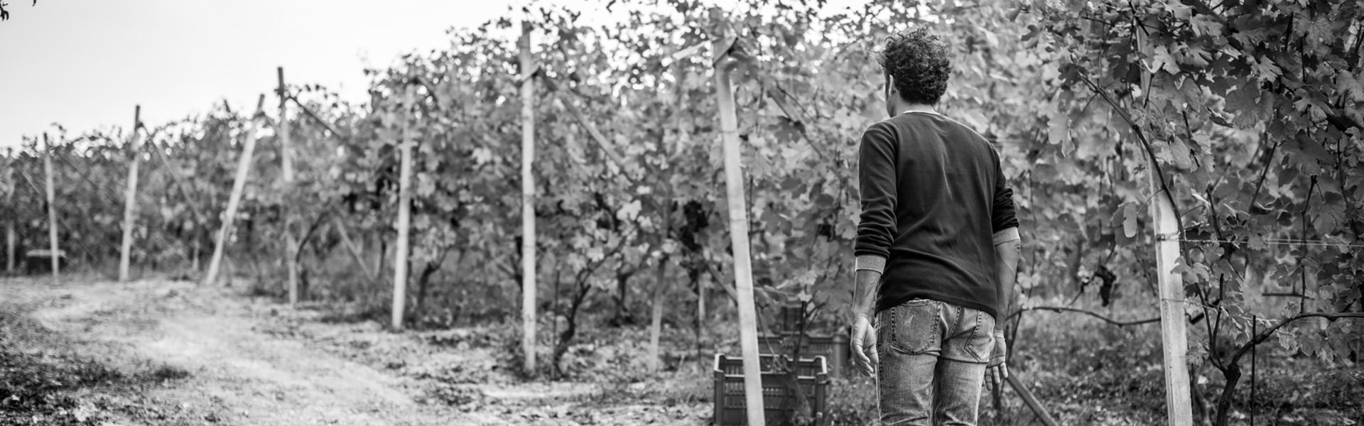 Black and white photo of a person standing in a vineyard, looking at rows of grapevines at Rivetto. 