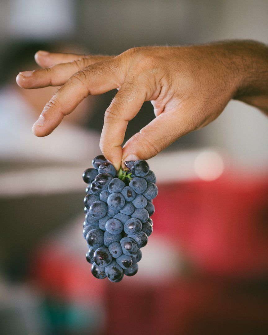 Hand holding a cluster of dark blue grapes, blurred background, at Rivetto.