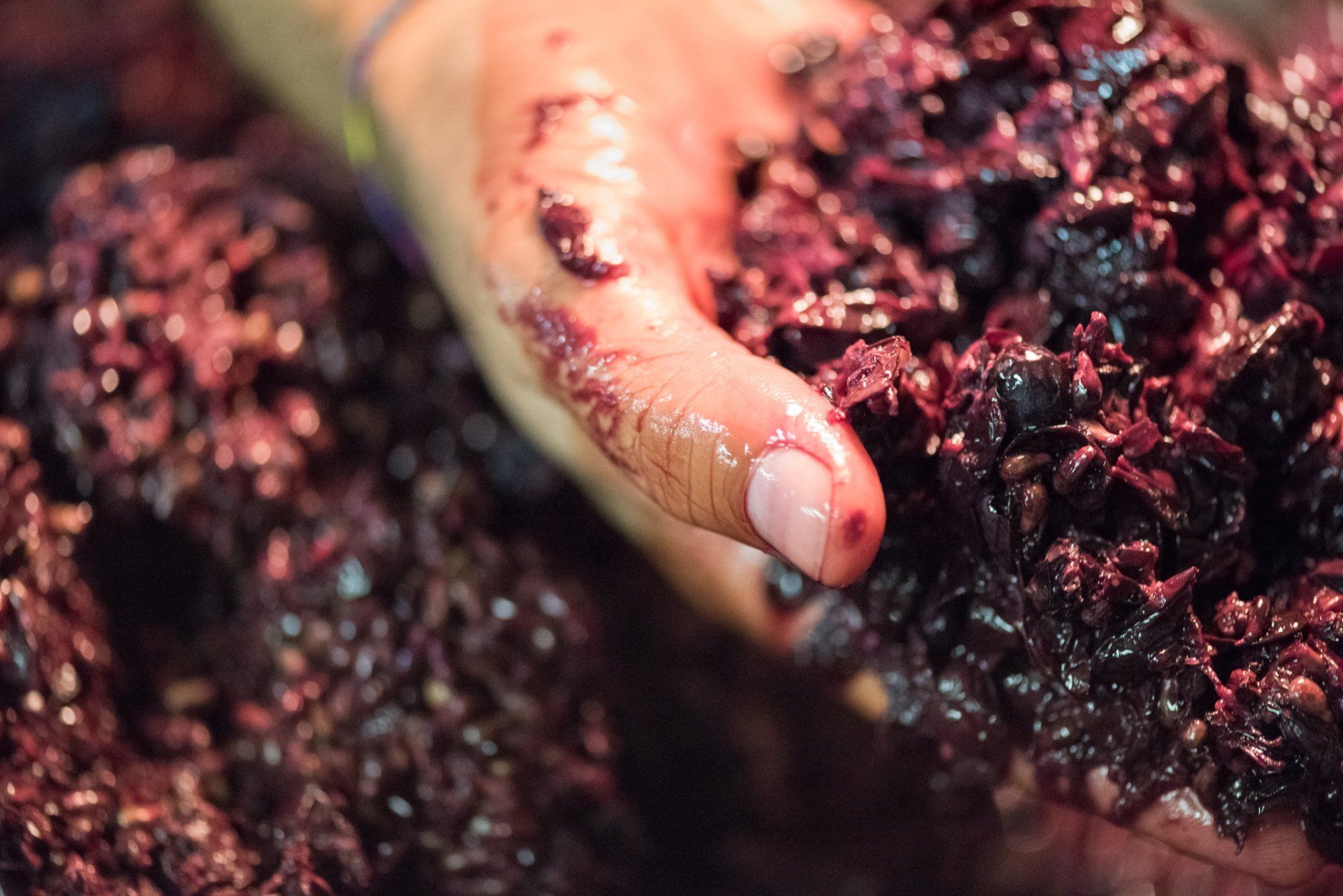 Hand holding and squeezing dark red grape pulp, at Rivetto.