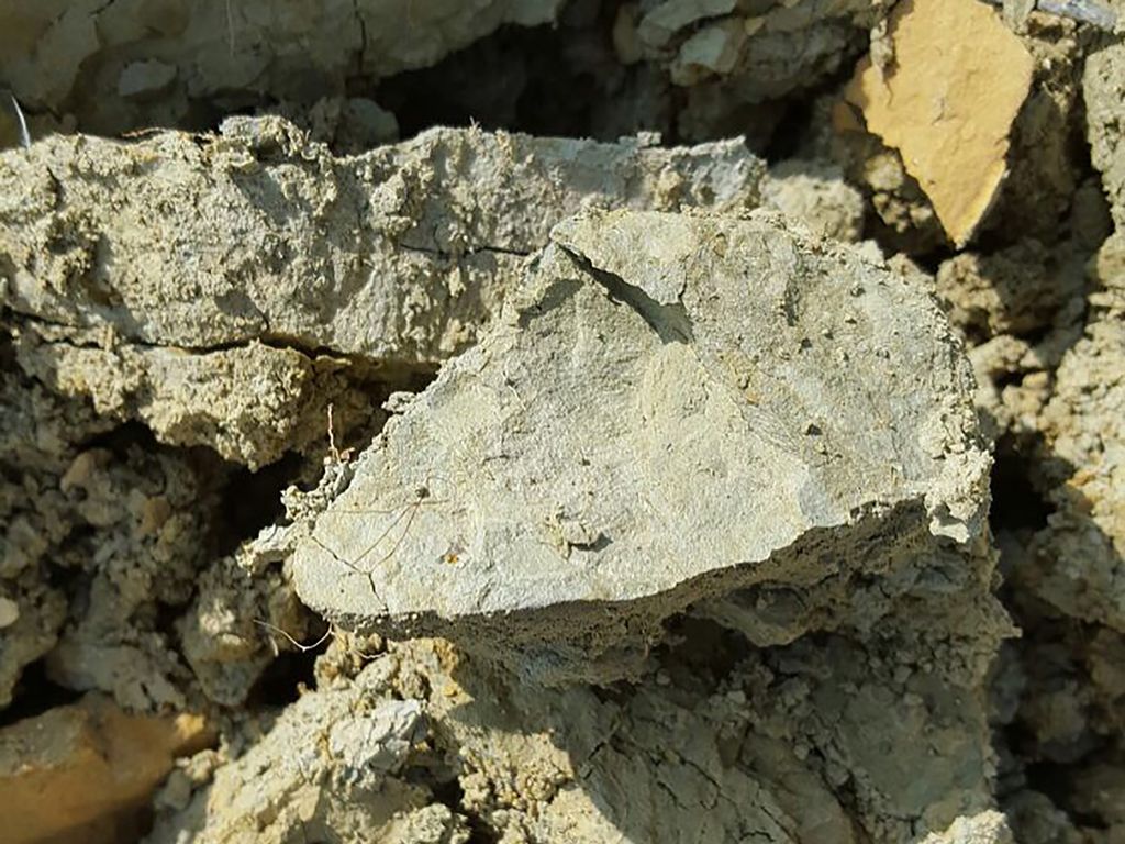 Close-up of a light-colored, cracked chunk of soil with other similar pieces around it, at Rivetto.