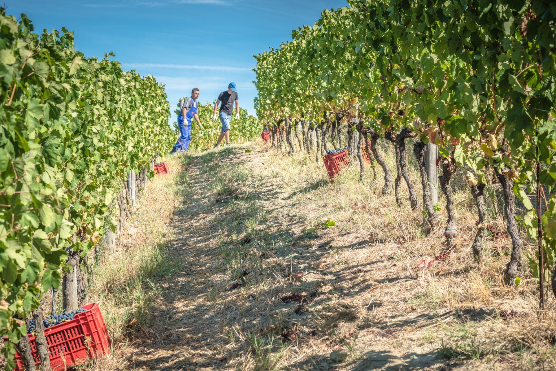 Rivetto vineyard with rows of grapevines, two people walking, carrying baskets. 