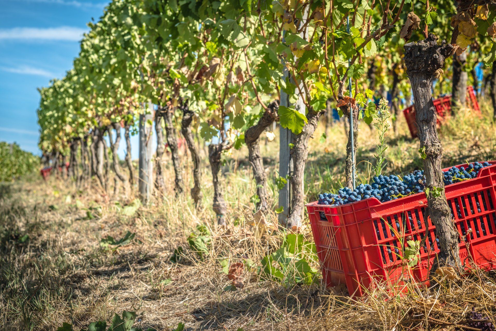 Rivetto vineyard with rows of grapevines and a red crate overflowing with dark grapes.