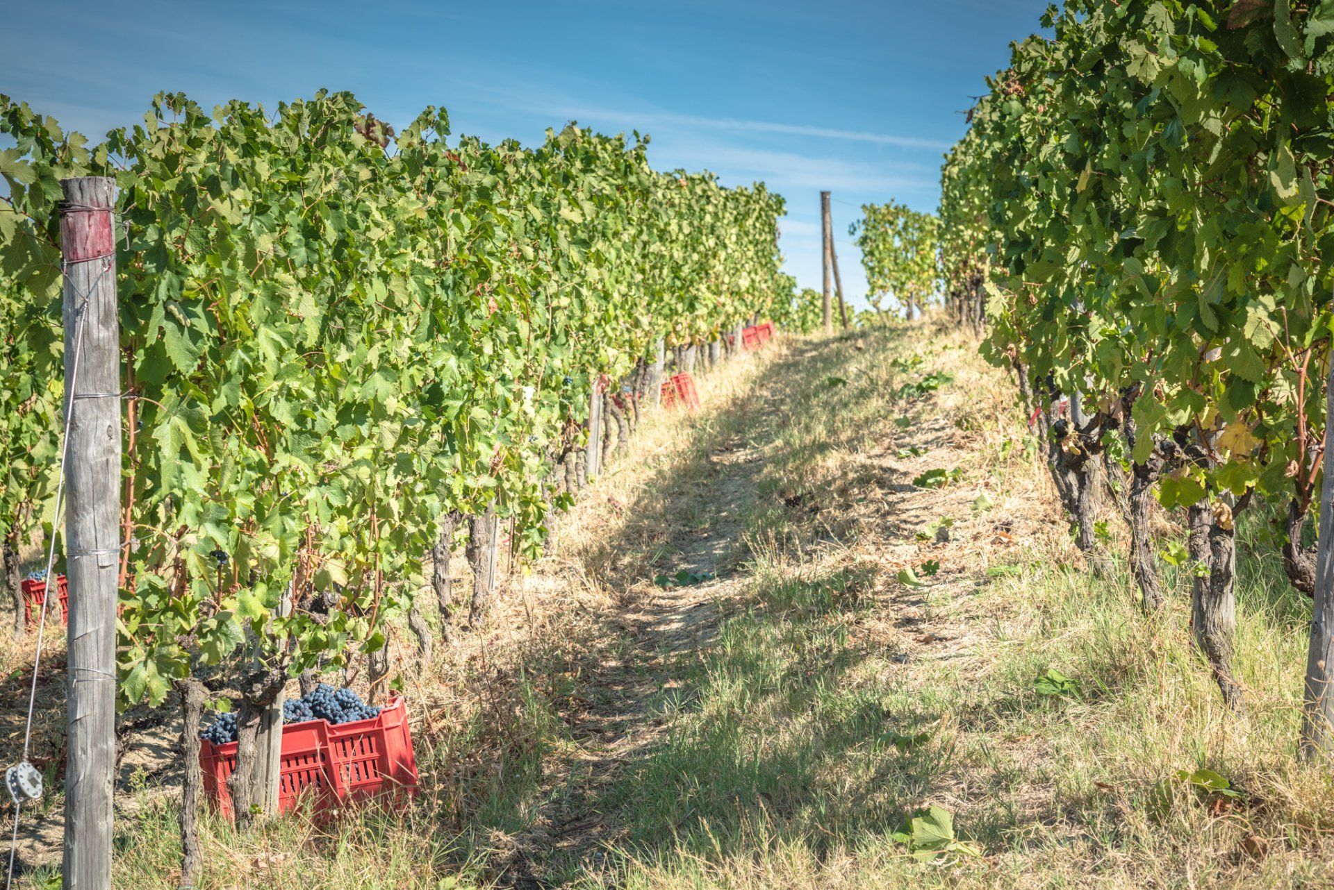 Rows of grape vines in a vineyard on a sunny day, at Rivetto.