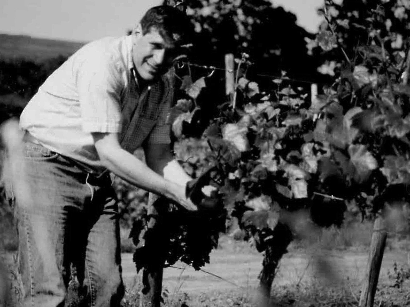 Man in light shirt and jeans tending to grape vines, in Cooper Mountain vineyard.