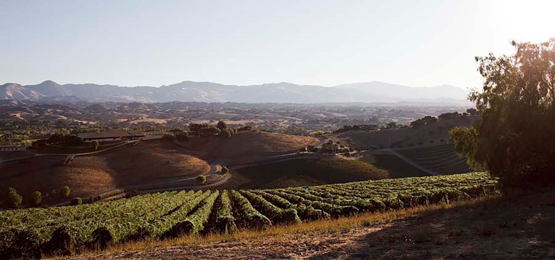 Vineyard with rows of grapevines on a hillside overlooking a valley, at Sandhi vineyard