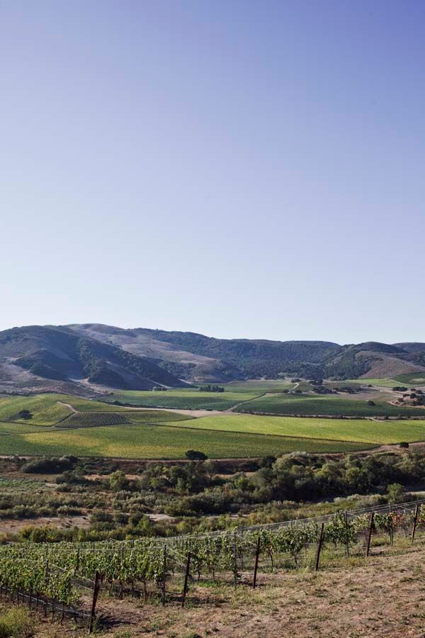 Sandhi vineyard rows in foreground, green fields and hills in the middle ground.