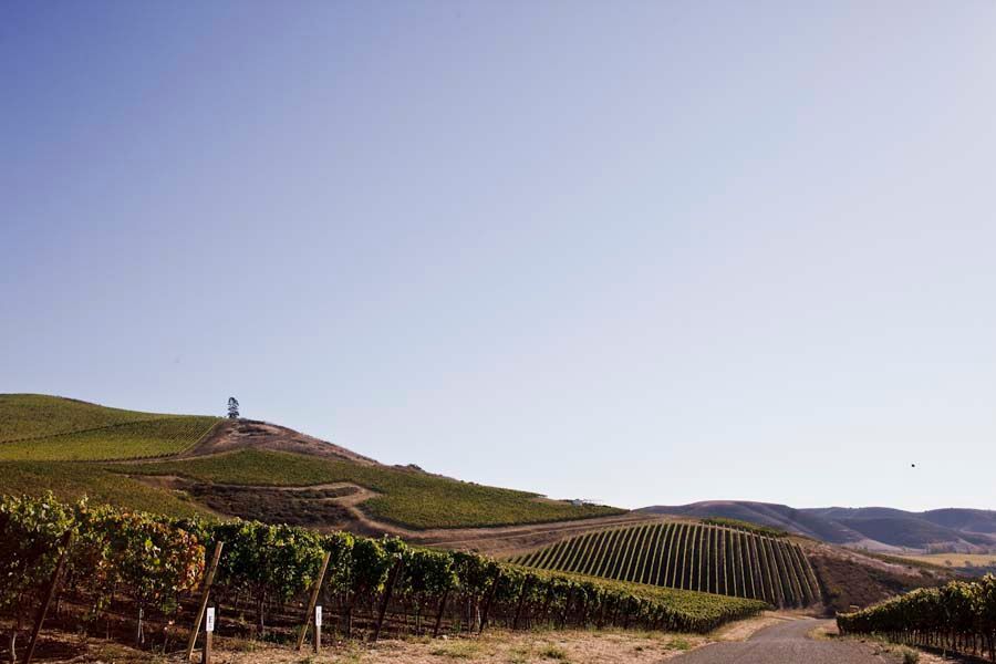 Vineyard on rolling hills at Sandhi winery