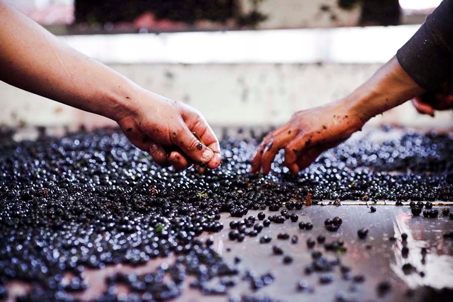 Workers sorting dark grapes on a surface, at Sandhi vineyard
