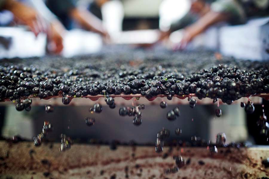 Grapes being washed on a conveyor belt, at Sandhi winery