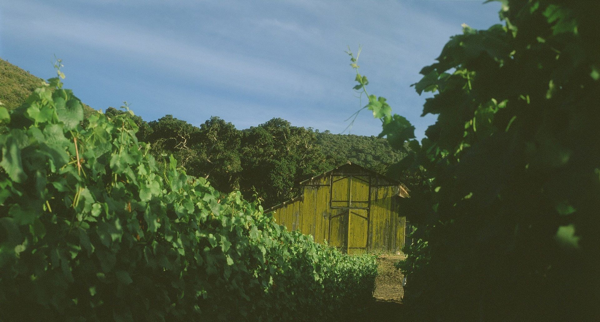 Carmen in the cell Sandhi´s vineyard