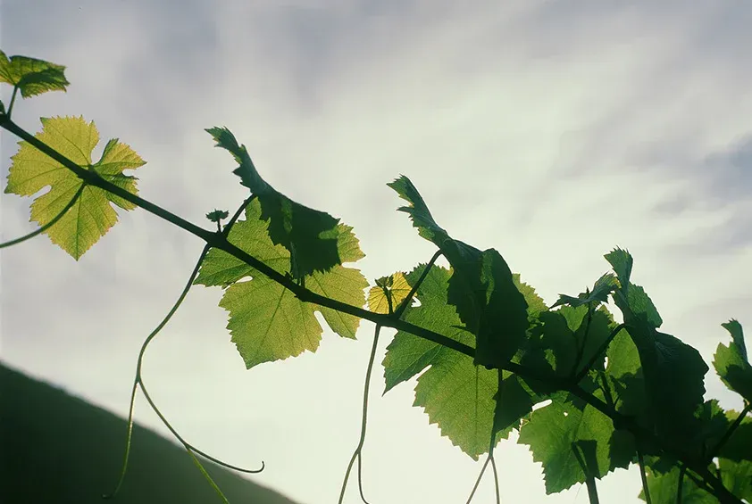 Grape vine with green leaves, at Sandhi vineyard