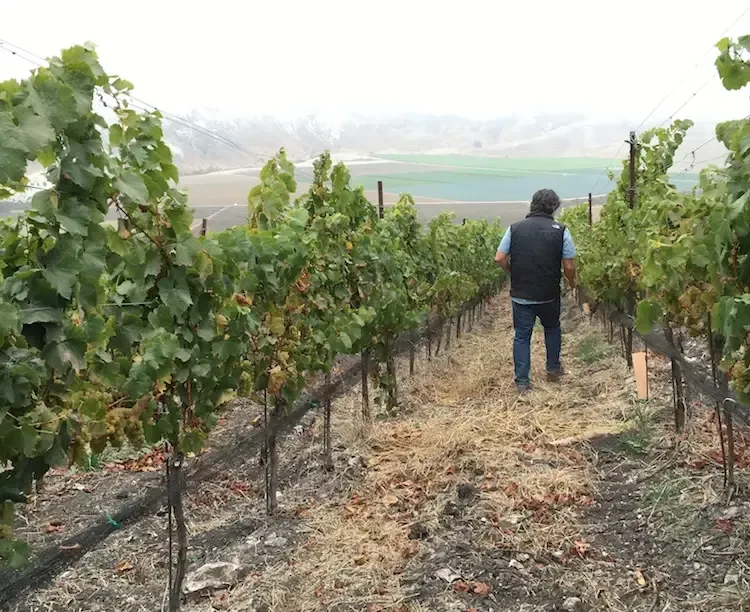 Man walking through Sandhi vineyard, with green grapevines.