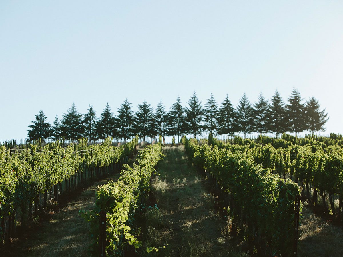 Rows of vineyards at Evening Land, with trees in the background.