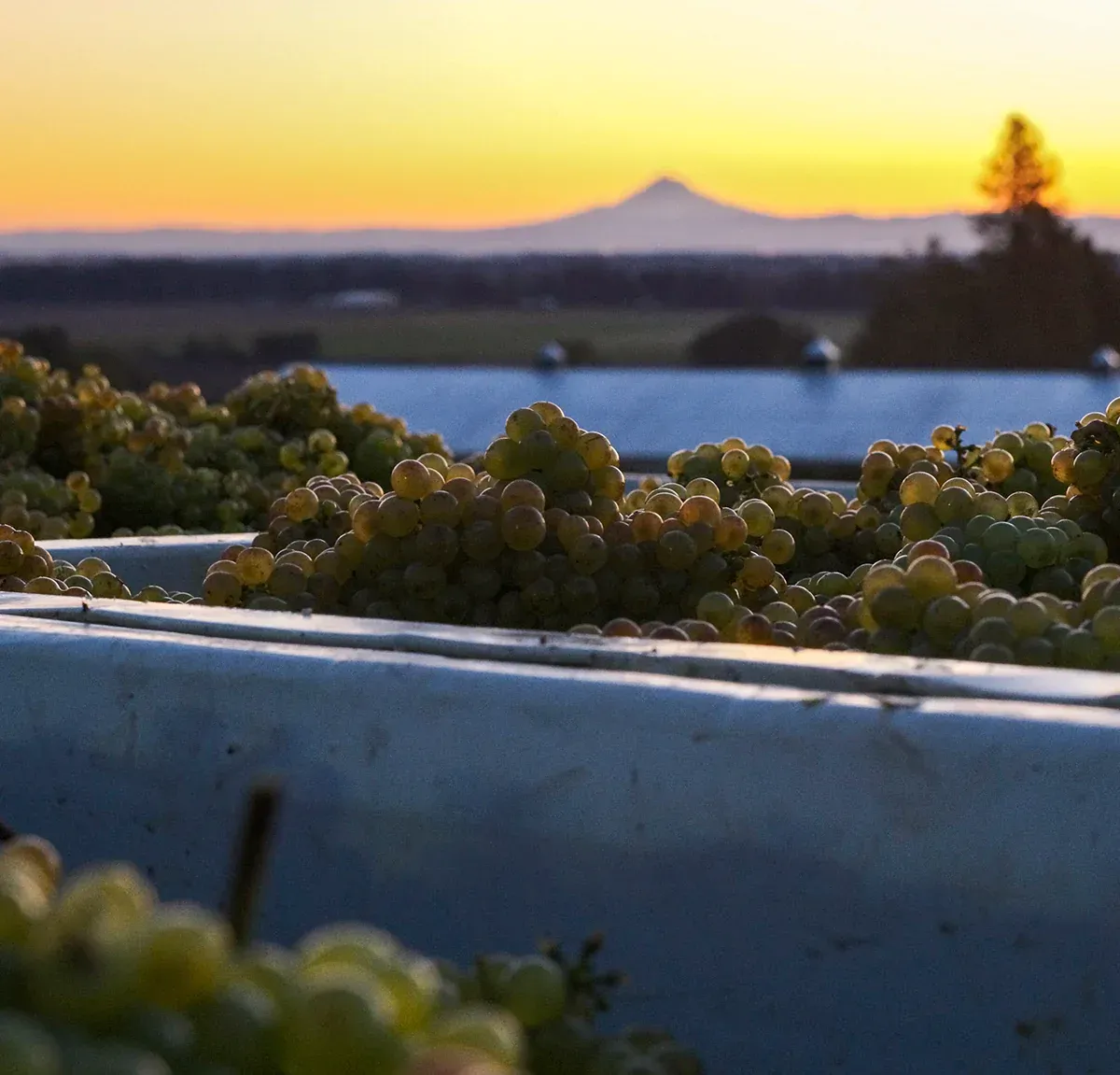 White grapes in a bin at Evening Land Vineyards, with a mountain in the background.