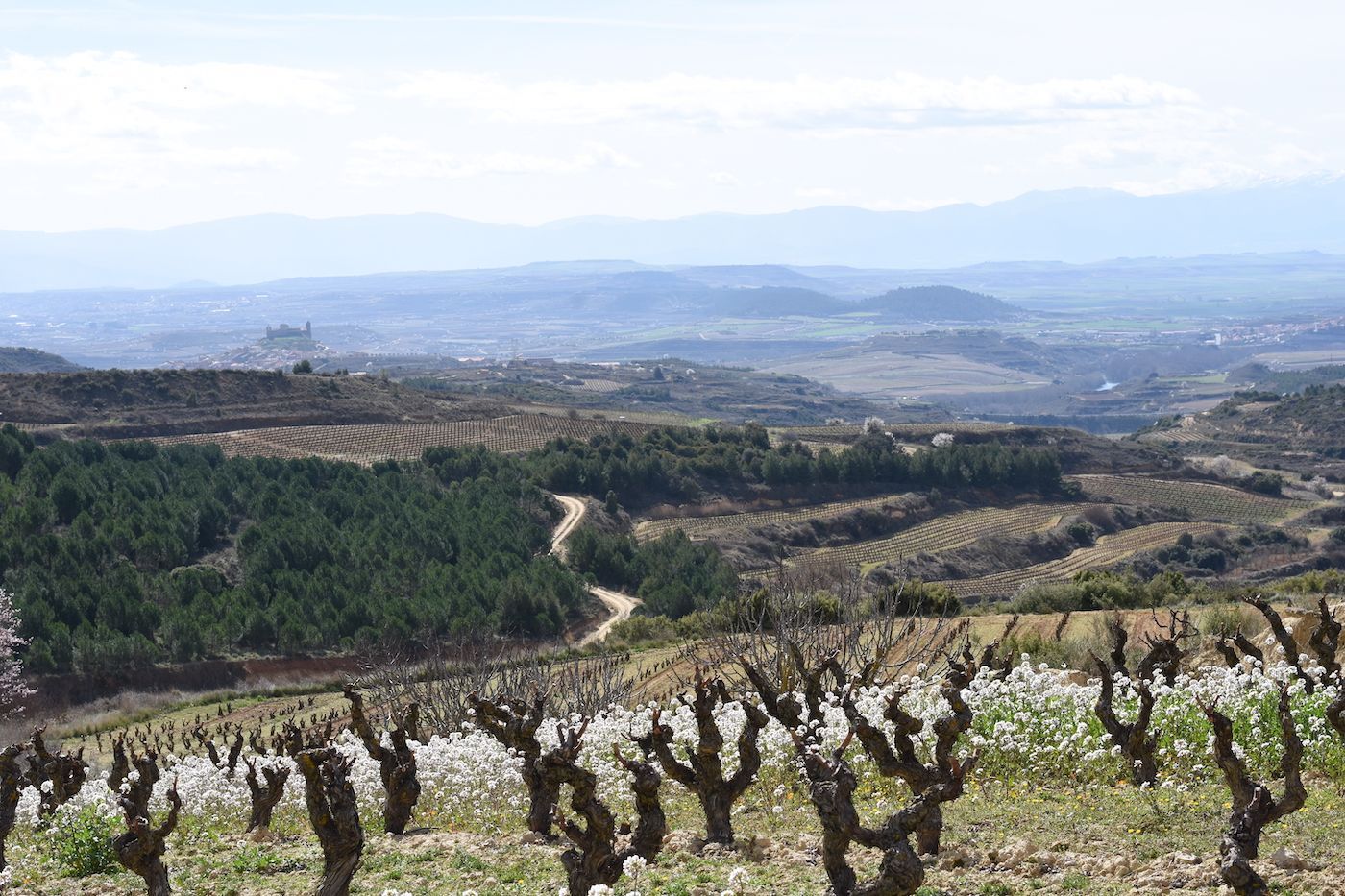 Old vine vineyards at Sierra del Toloño, overlooking the surrounding landscape