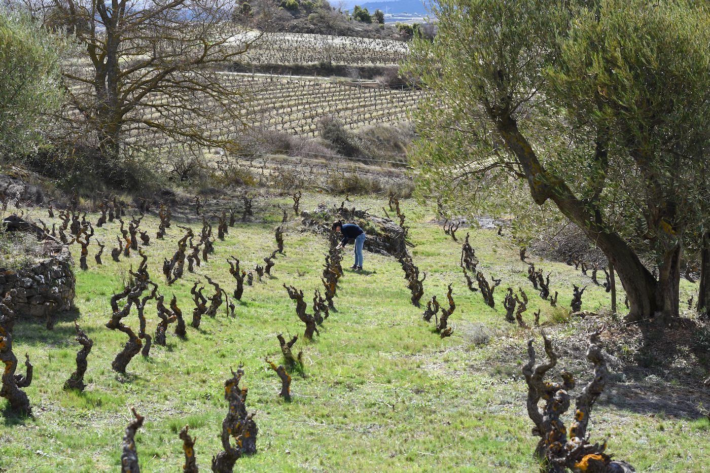 Rows of vineyards with trees in sunlight