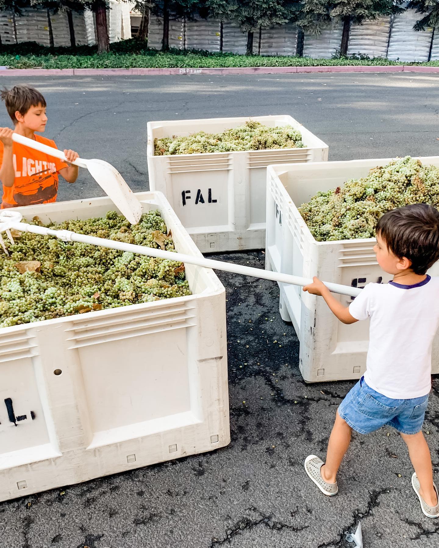 Children of the Pintasci family helping during harvest at St. Romedius winery.