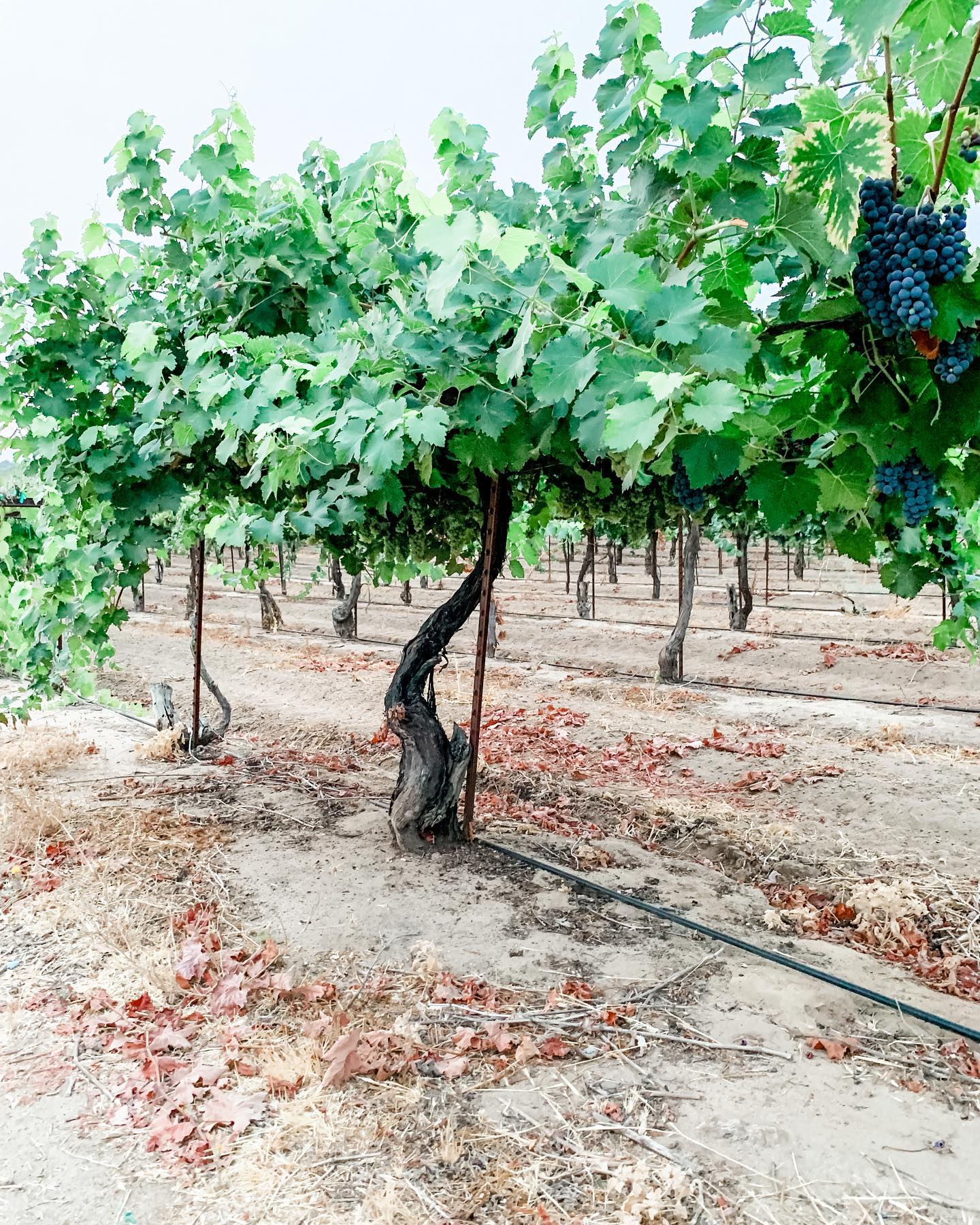 St. Romedius Buckeye Ranch vineyards, showing mature vines in the estate vineyard.