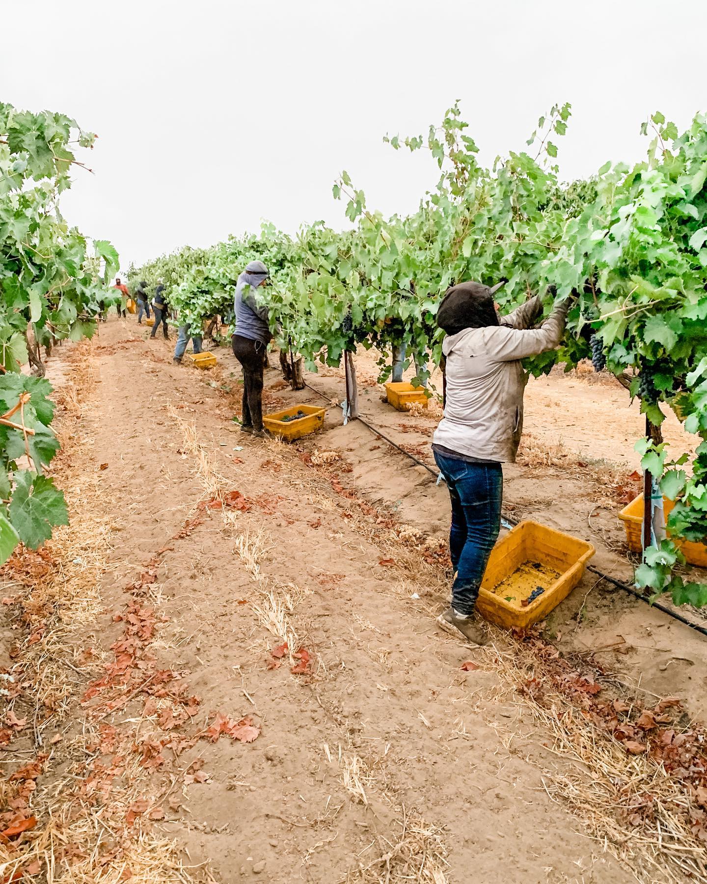 St. Romedius Harvest in the vineyard, with crews hand-picking grapes at peak ripeness.