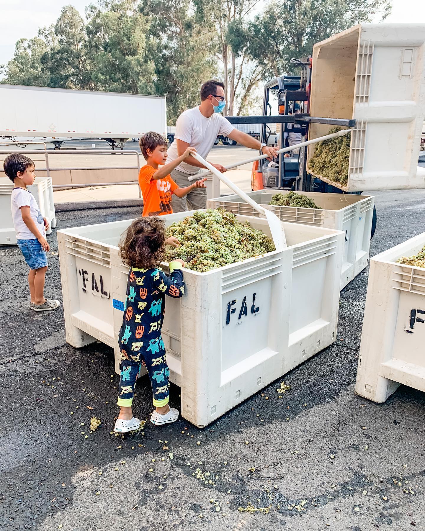 Robert Pintasci of St. Romedius harvesting grapes with his sons.