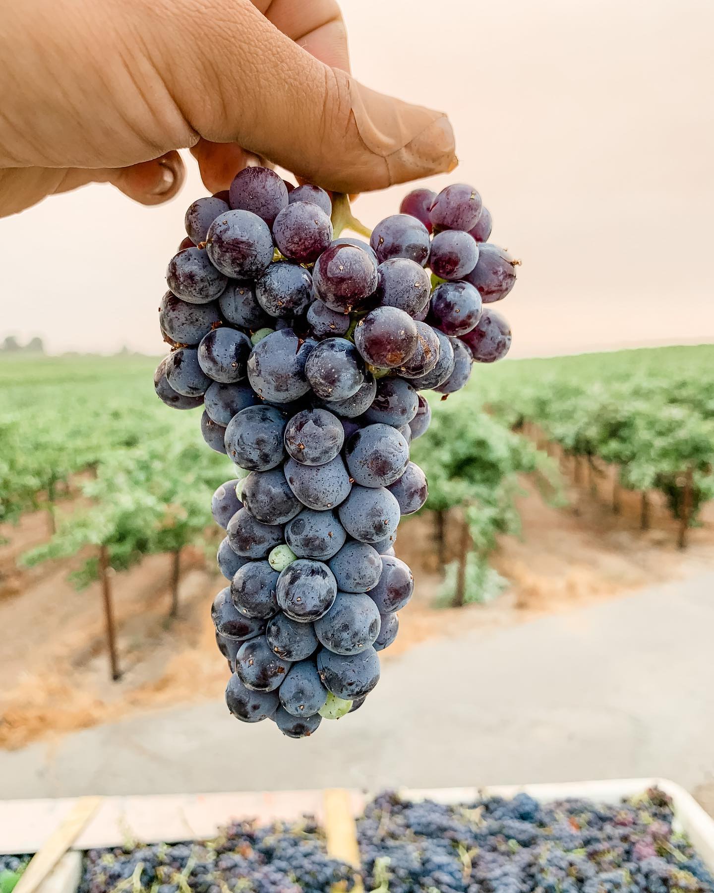 St. Romedius cluster shot, showing ripe grapes at harvest in the vineyard.
