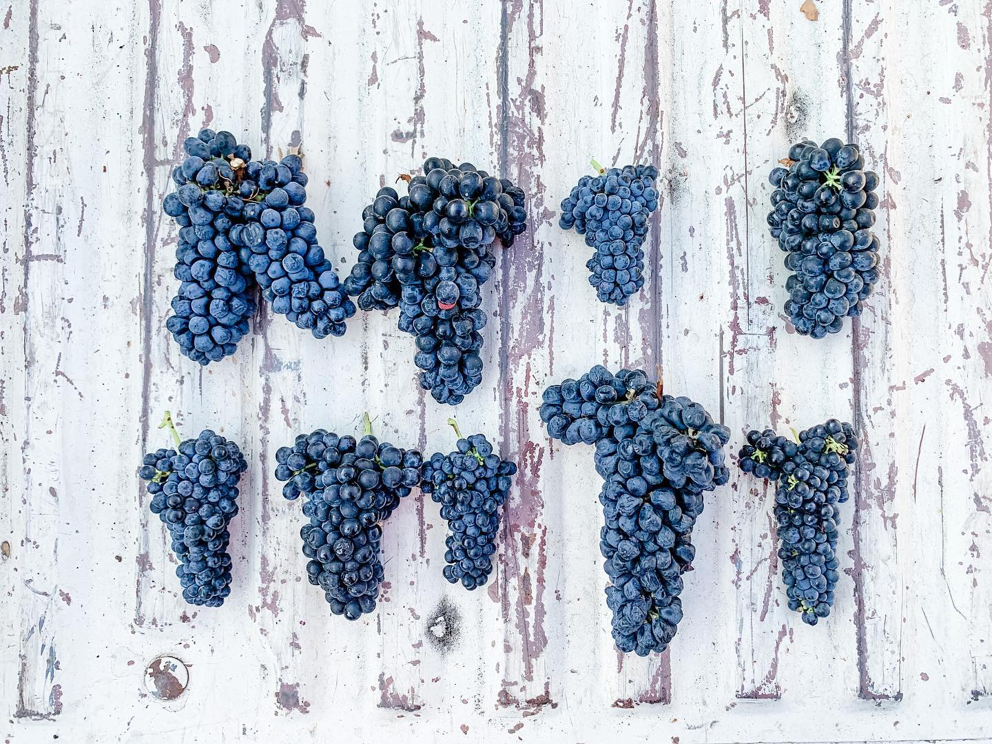 St. Romedius grape cluster diversity showing natural variation at harvest.