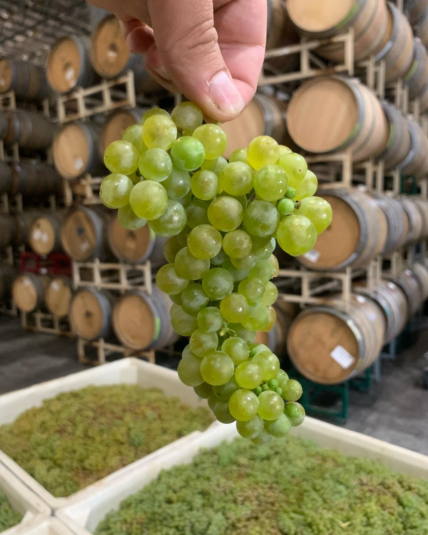 Fresh green grapes at St. Romedius winery, ready for fermentation in the cellar.