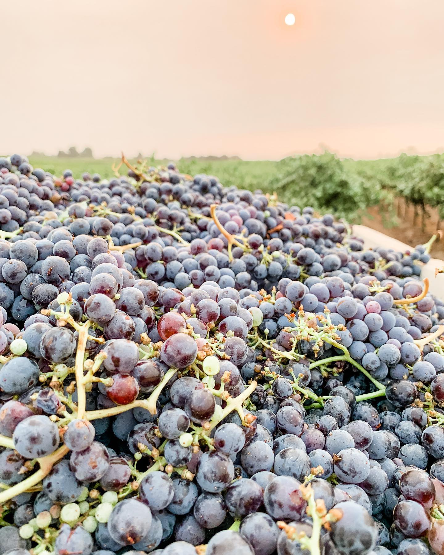 Freshly harvested red grapes at St. Romedius, showcasing ripeness, purity, and vineyard character.