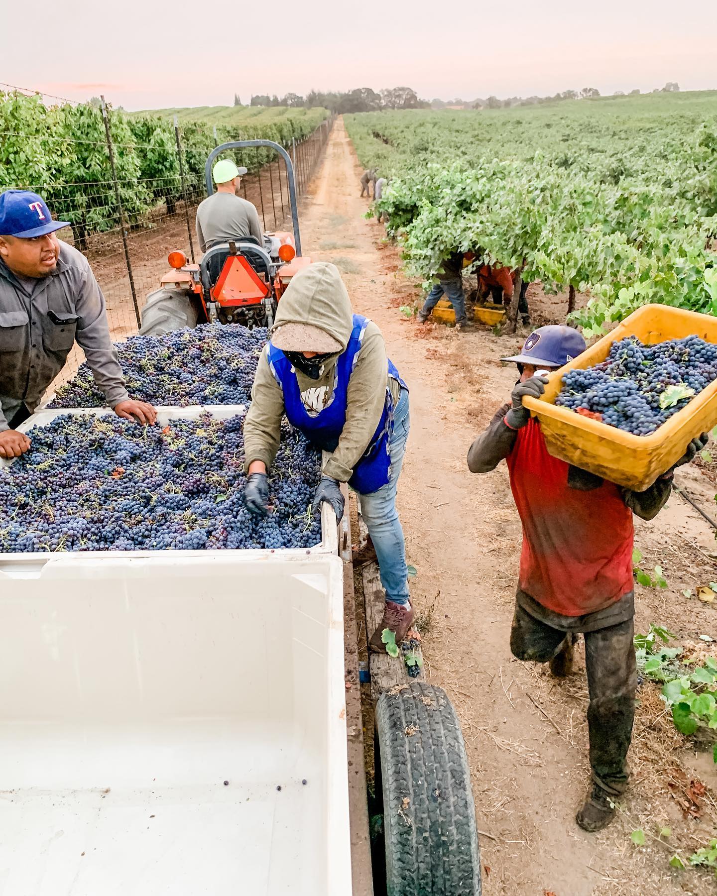 St. Romedius harvest in the vineyard, capturing hands-on grape picking and the rhythm of the growing season.