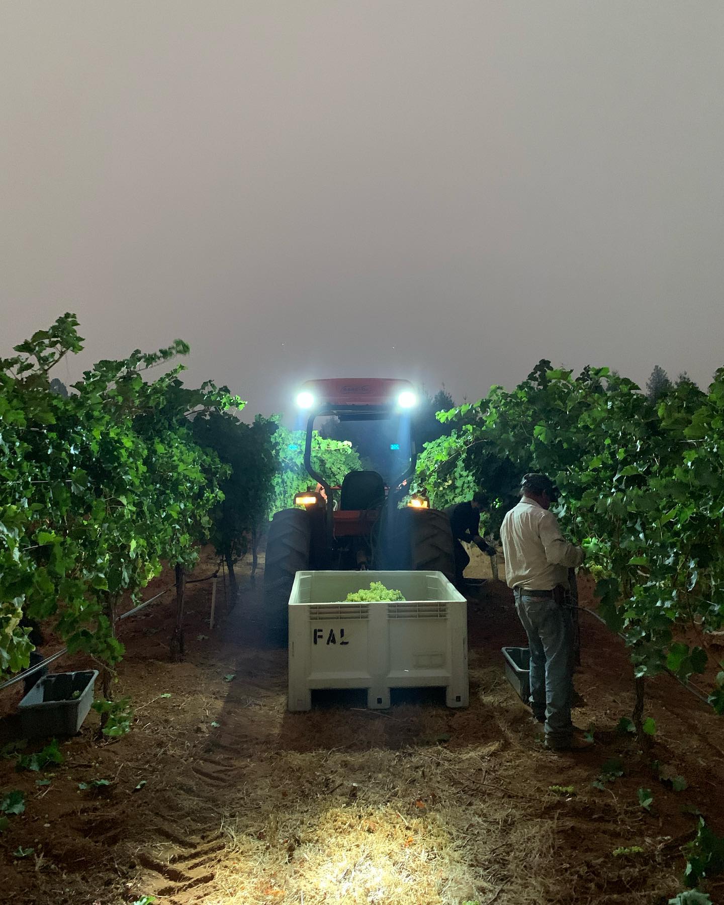 Night harvest at St. Romedius winery, with grapes picked under vineyard lights.