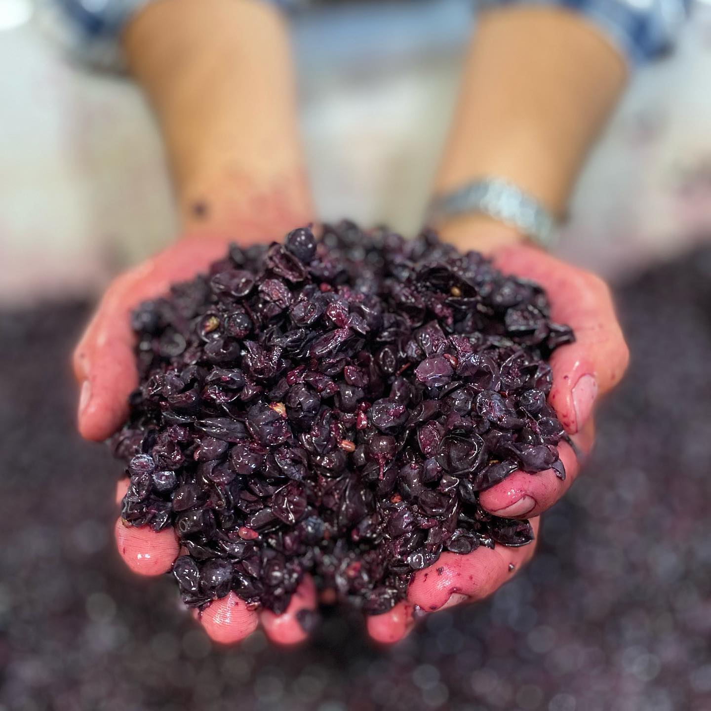 Fresh grape skins at St. Romedius after fermentation, rich in color and texture.