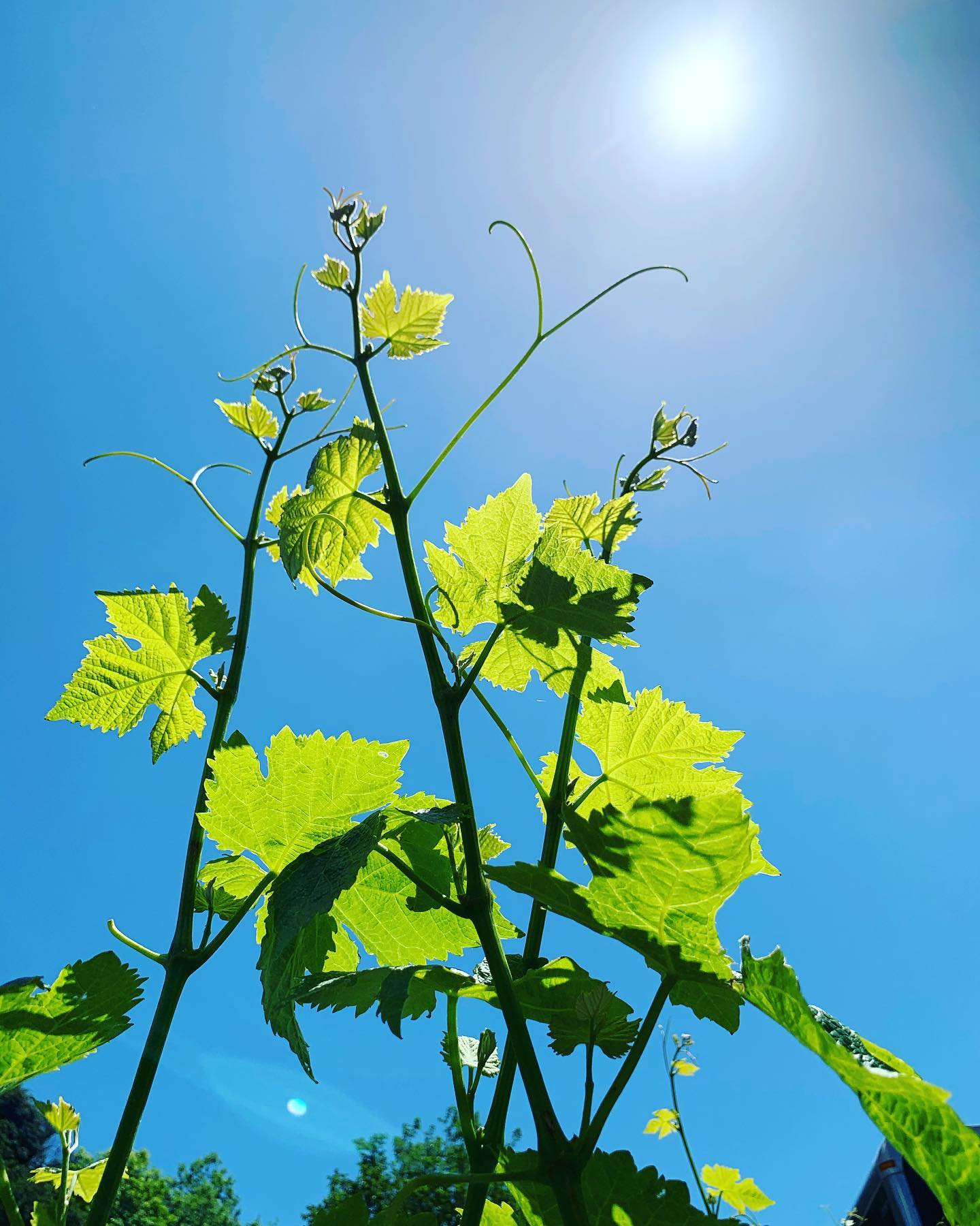 St. Romedius vines during the growing season, showing early vine growth under clear skies.