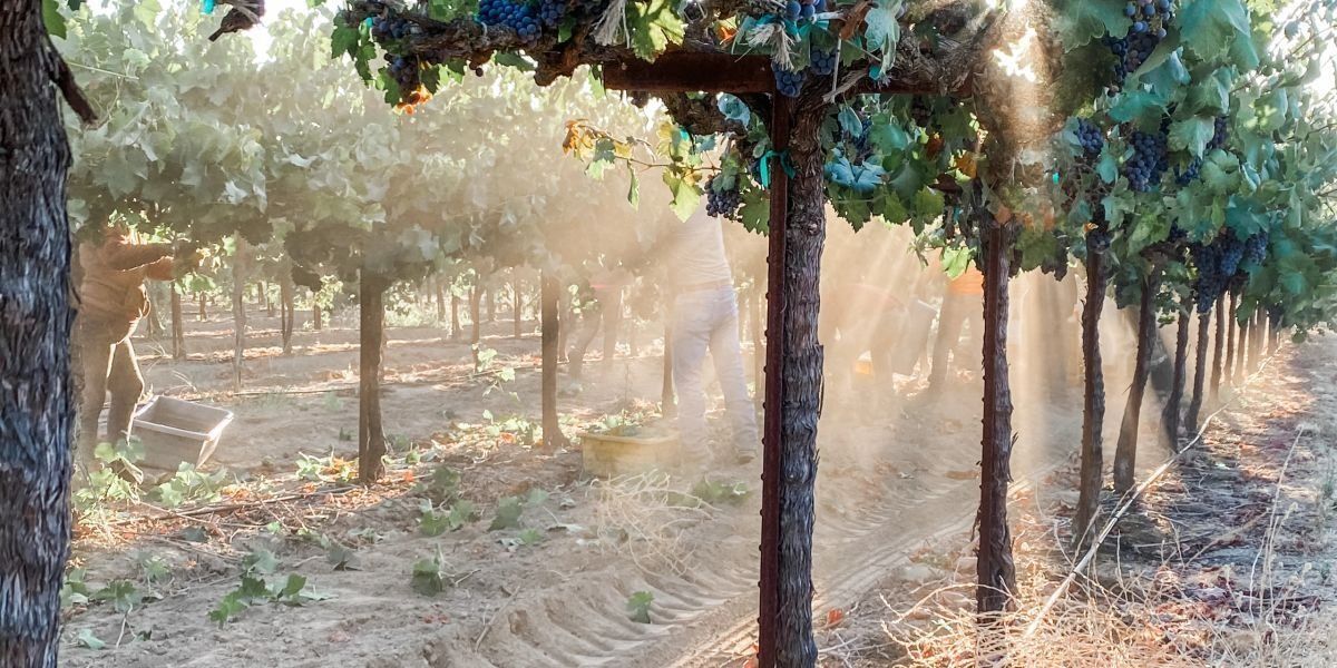 St. Romedius vineyards during harvest, with grapevines trained under pergola and morning light filtering through the rows.
