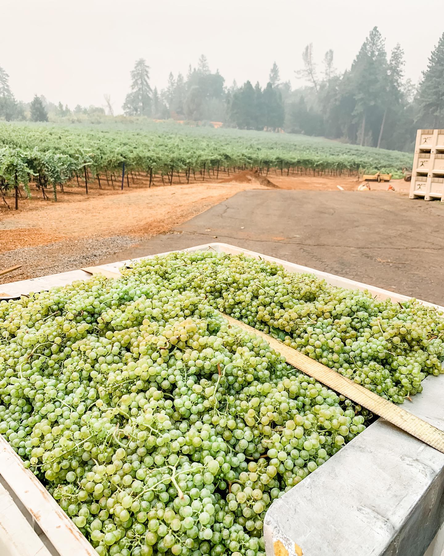 St. Romedius harvest grapes transported from the vineyard during harvest season.