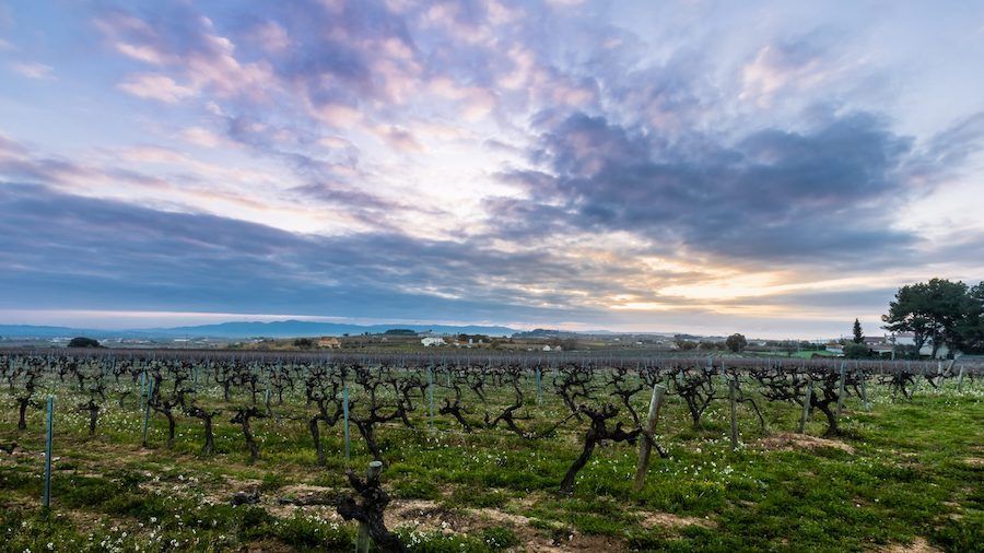 Suriol vineyards Suriol vineyards