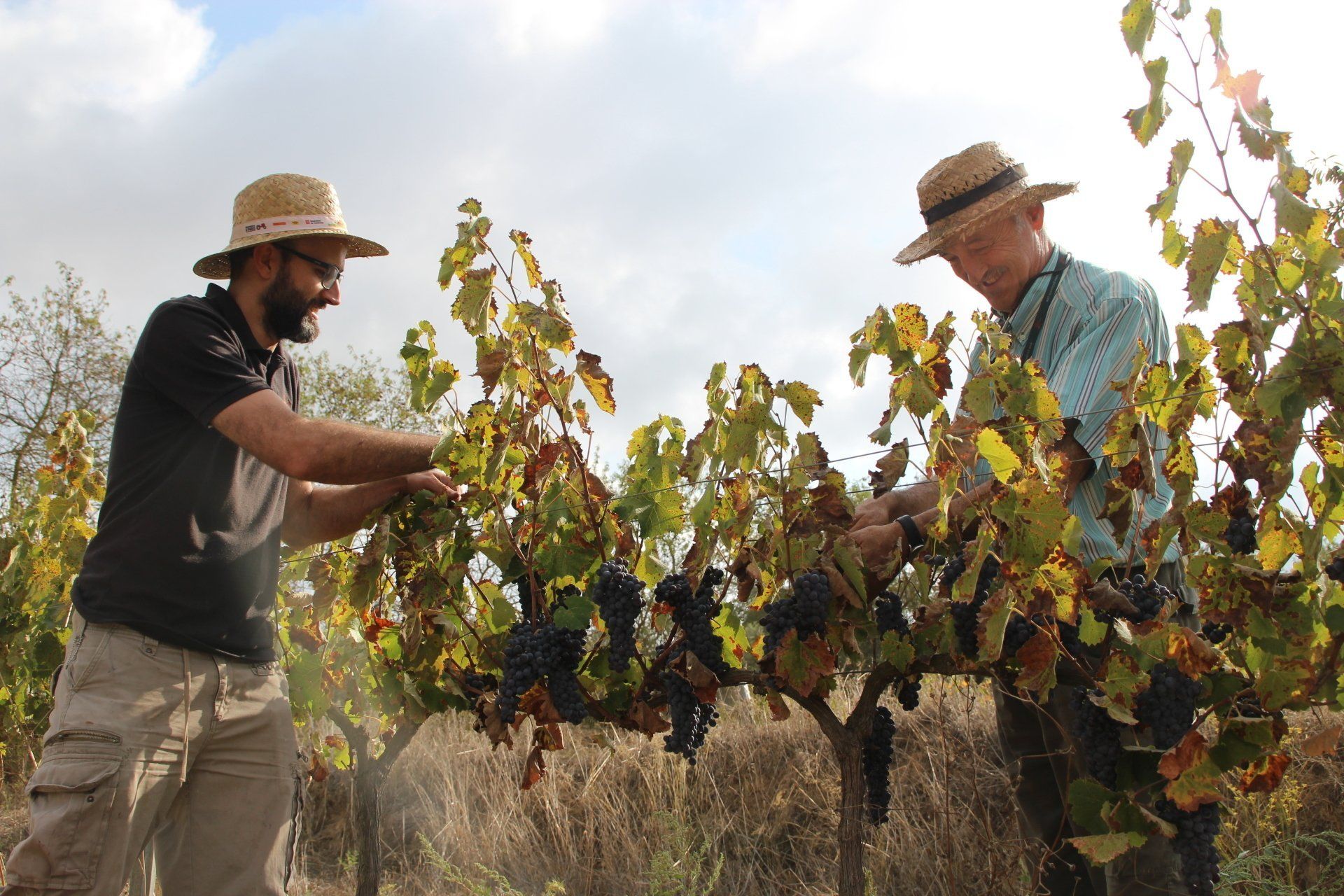 Father and son harvesting grapes in the Suriol vineyard.