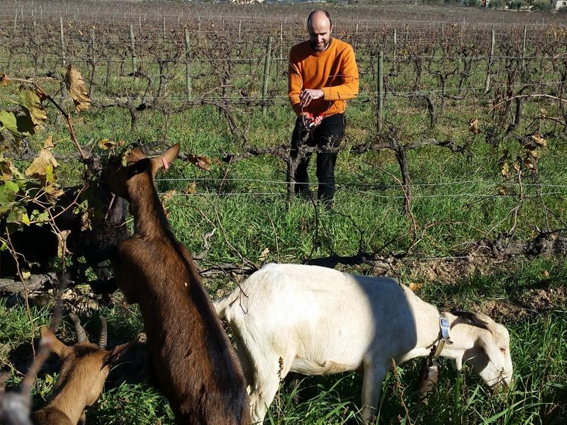 Goats graze in Suriol vineyard, while man in orange shirt works in the background.