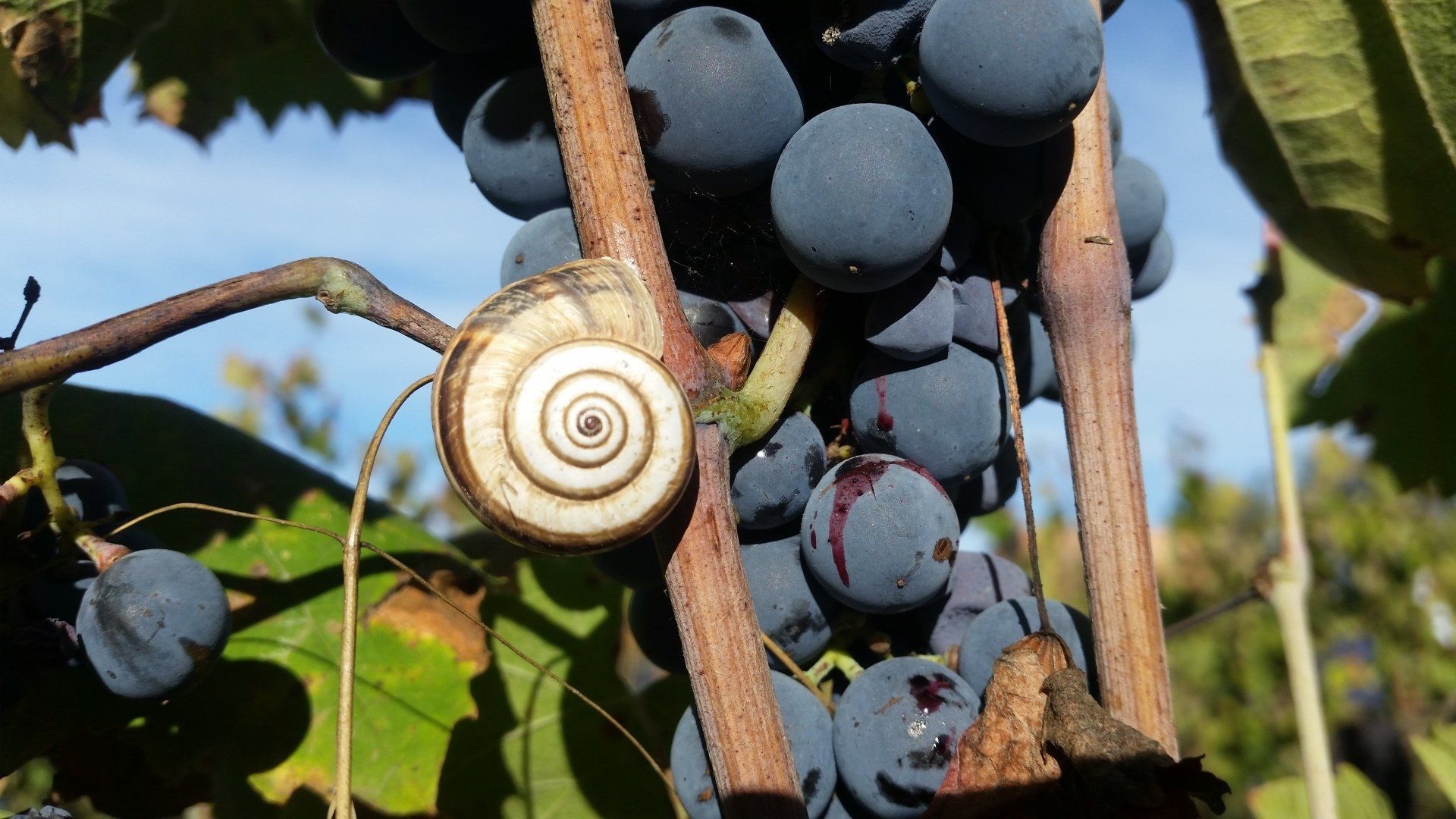 Snail on grape cluster in a Suriol vineyard.
