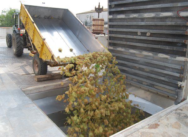 A tractor dumps harvested hops into a processing area, at Surio winery.