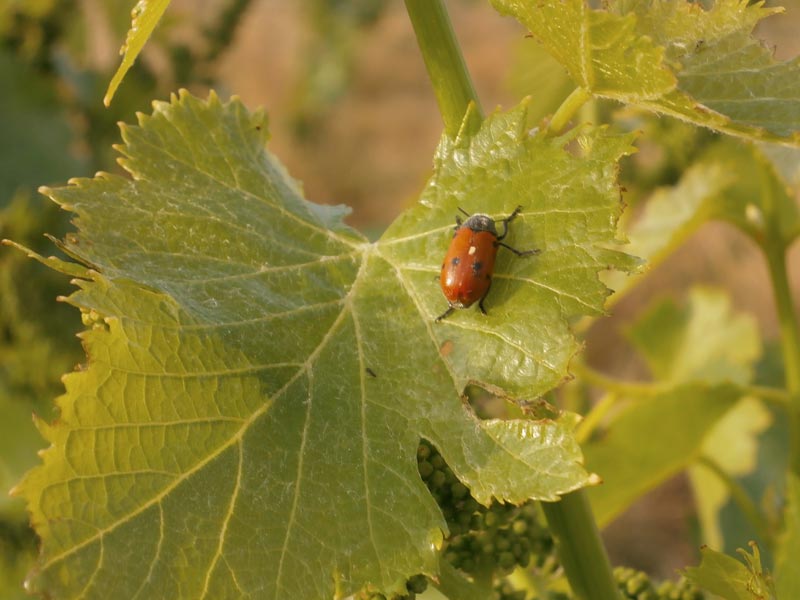 Ladybug resting on a grapevine leaf, at Suriol vineyard.