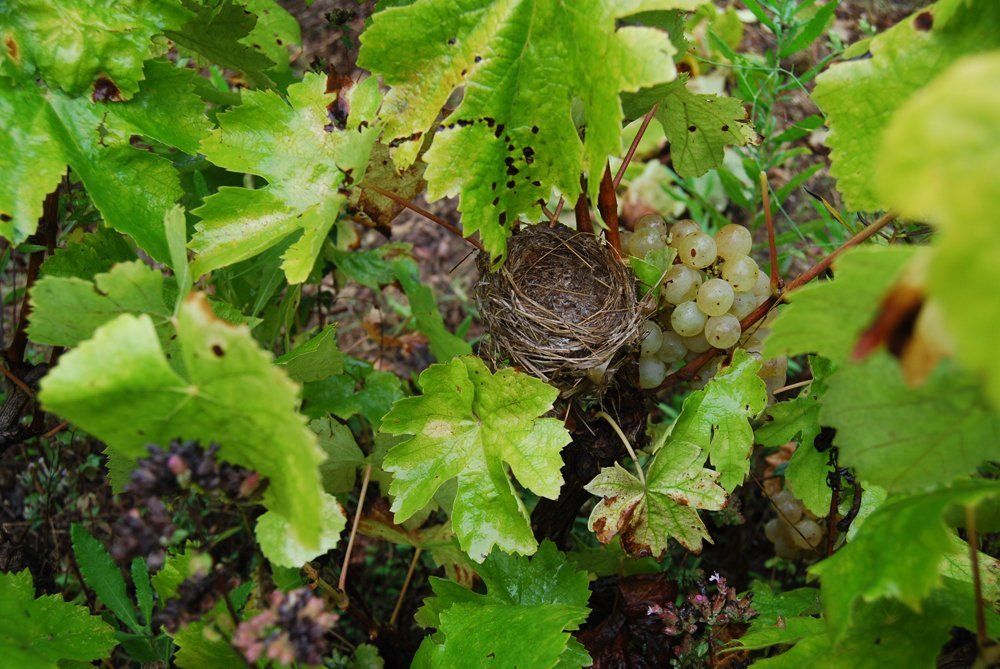 Bird’s nest built among grapevine leaves and fruit at the Suriol vineyard.