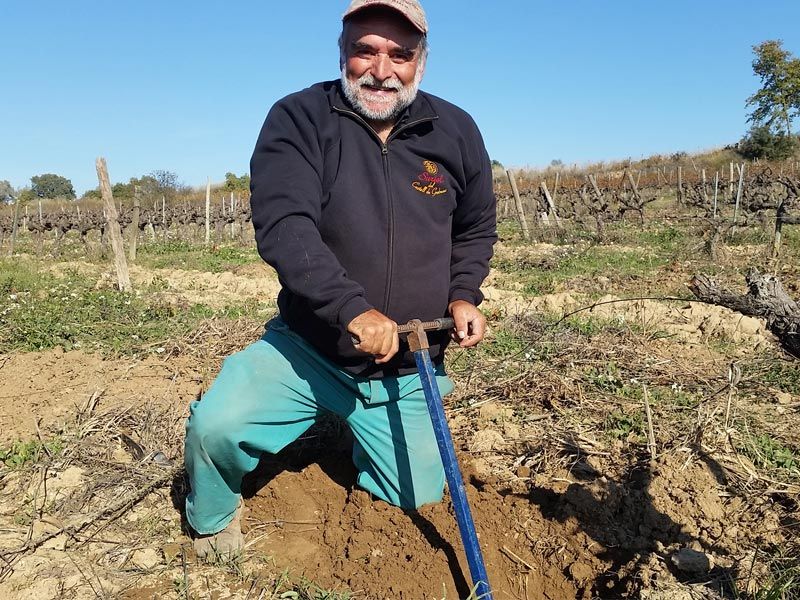 Vineyard worker planting a new grapevine in the Suriol vineyard.