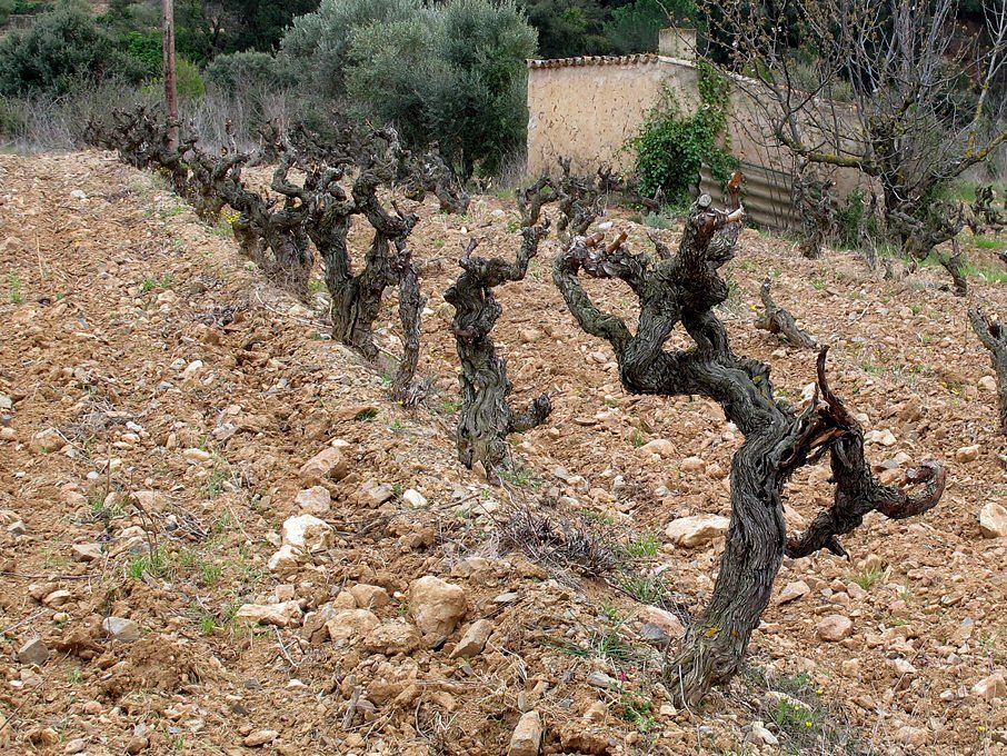 Old bush-trained grapevines growing in rocky soils at the Suriol vineyard.