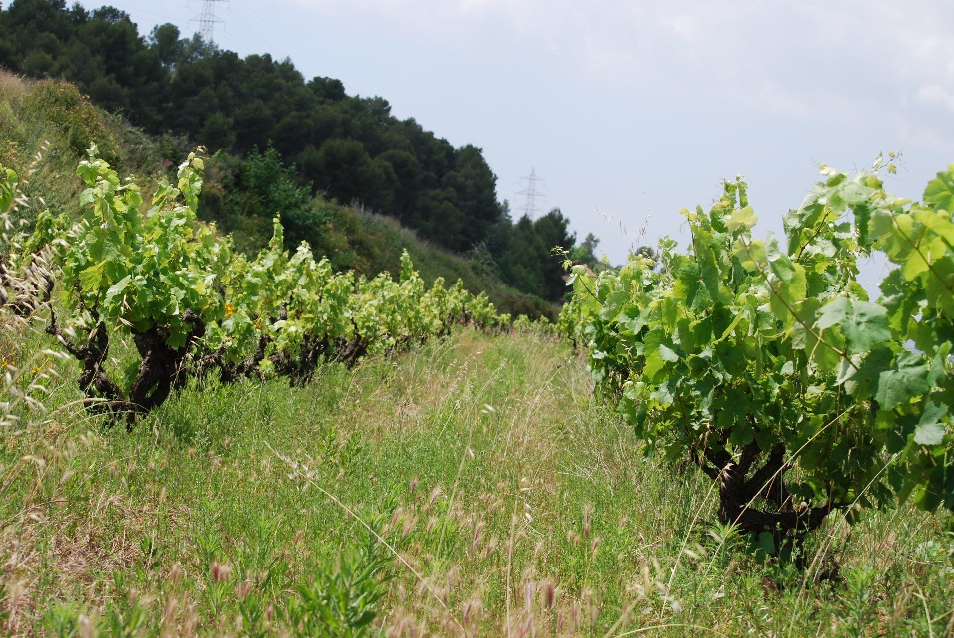 Vines growing on a hillside vineyard at Suriol.