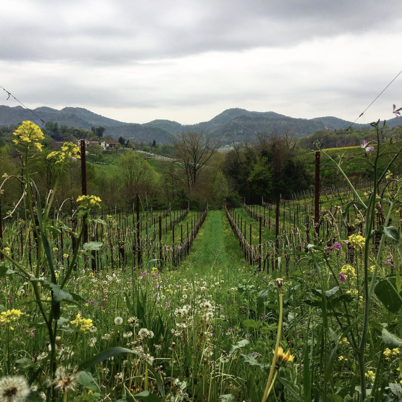 Tenuta Amadio vineyard with rows of grapevines, grass, wildflowers, and distant hills.
