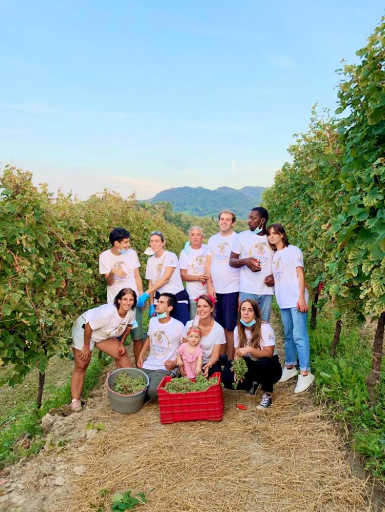 Team of Tenuta Amadio harvesting grapes in a vineyard, with baskets and red crates.